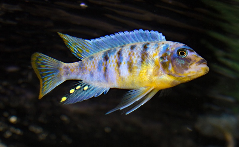 Maylandia fainzilberi 'Ikombe'